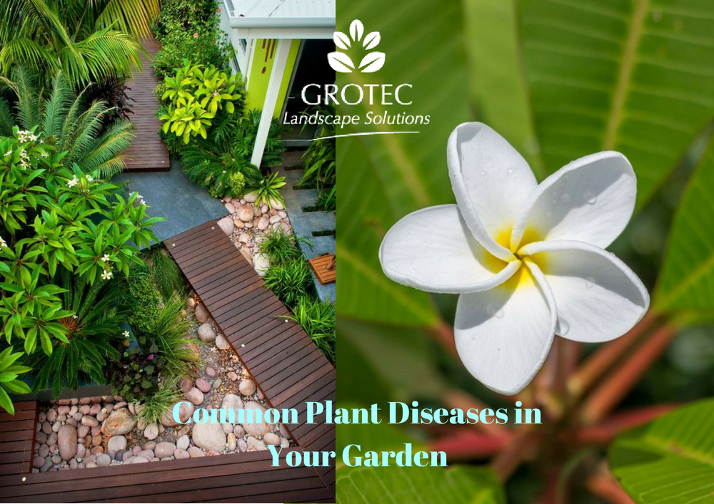 Common Plant Diseases in Your Garden