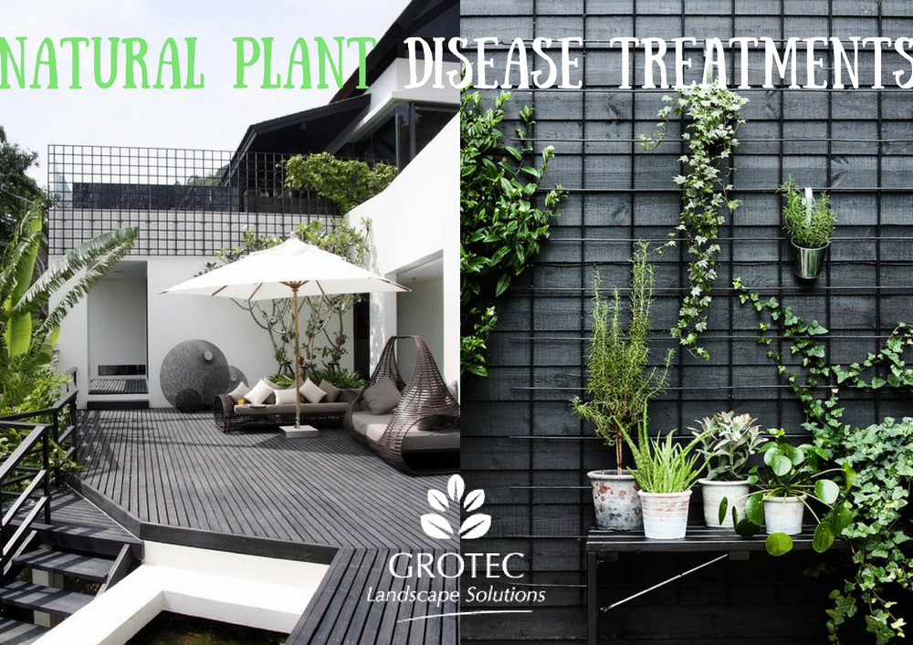 Natural Plant Disease Treatments
